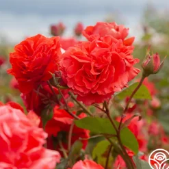 Kanegem>Heirloom Roses Discount