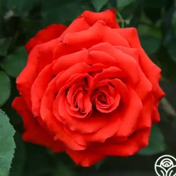 Kanegem>Heirloom Roses Discount