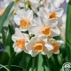 Kapiti Peach>Heirloom Roses Sale