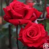 Kardinal™>Heirloom Roses Hot