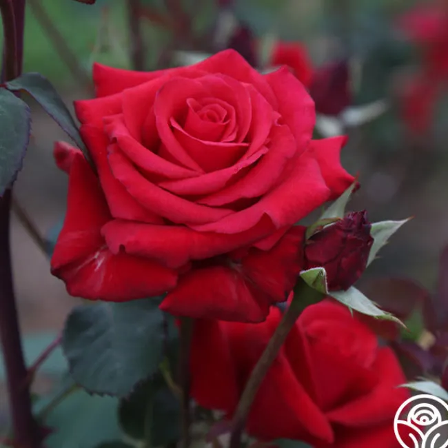 Kardinal™>Heirloom Roses Hot
