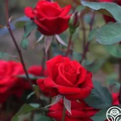 Kardinal™><noscript><img width=