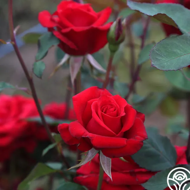 Kardinal™>Heirloom Roses Hot
