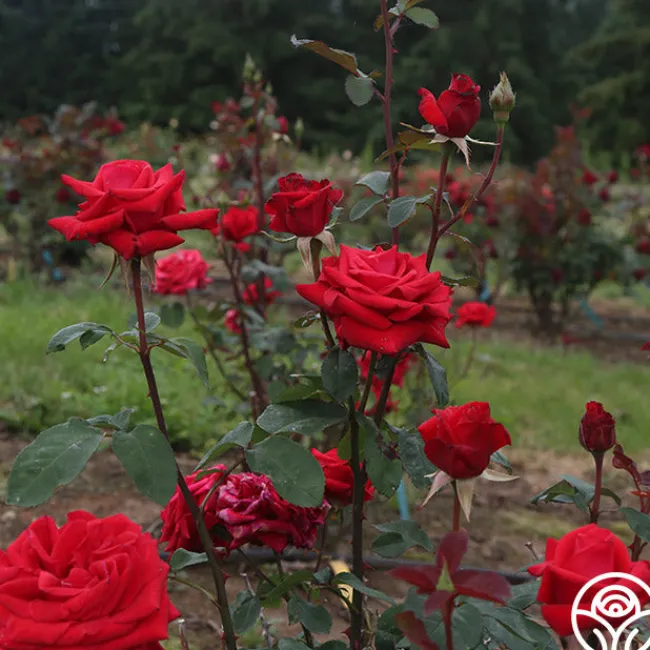 Kardinal™>Heirloom Roses Hot