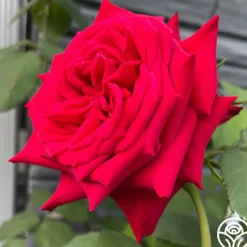 Kardinal™><noscript><img width=