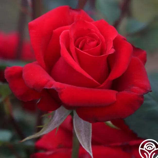 Kardinal™>Heirloom Roses Hot