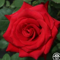 Kardinal™><noscript><img width=