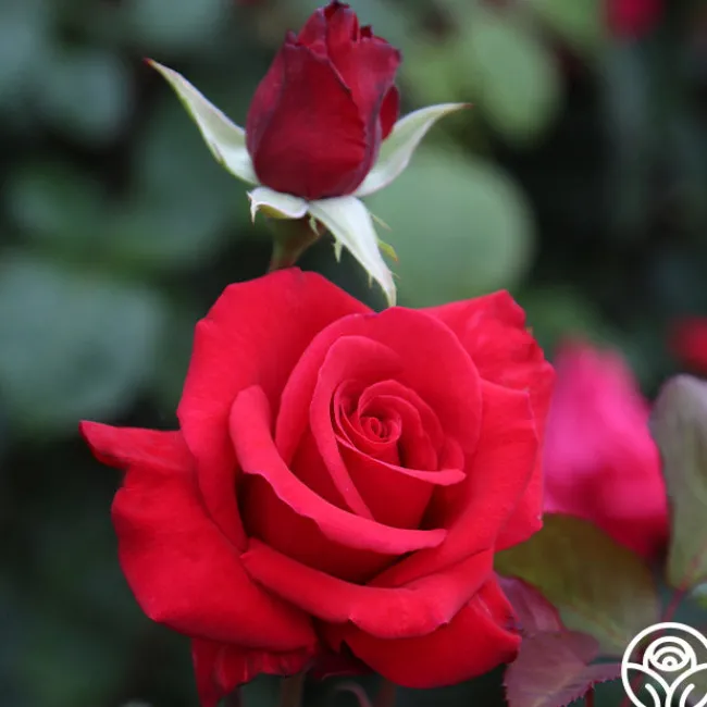 Kardinal™>Heirloom Roses Hot