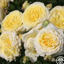 Karl Ploberger Rose>Heirloom Roses New