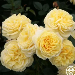 Karl Ploberger Rose>Heirloom Roses New