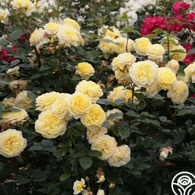 Karl Ploberger Rose>Heirloom Roses New
