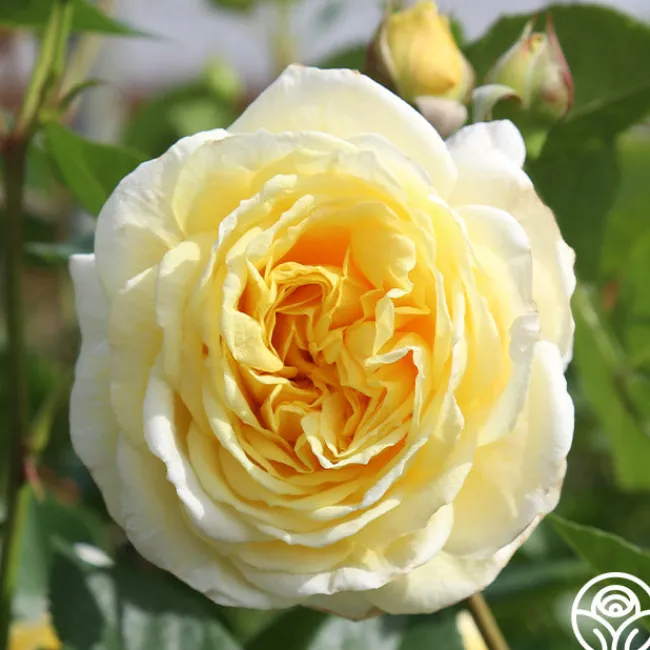 Karl Ploberger Rose>Heirloom Roses New
