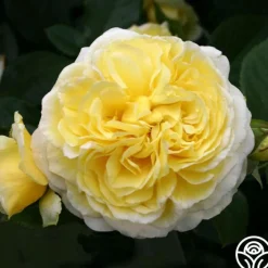 Karl Ploberger Rose><noscript><img width=