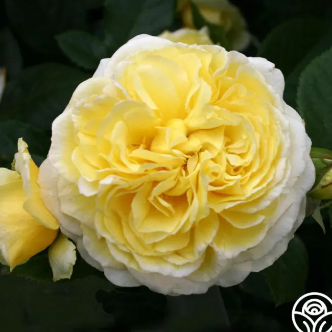Karl Ploberger Rose>Heirloom Roses New