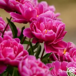 Karl Rosenfield>Heirloom Roses Outlet
