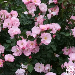 Kateryna™>Heirloom Roses Clearance