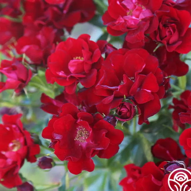 Keep In Touch>Heirloom Roses