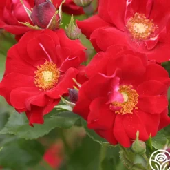 Keep In Touch>Heirloom Roses