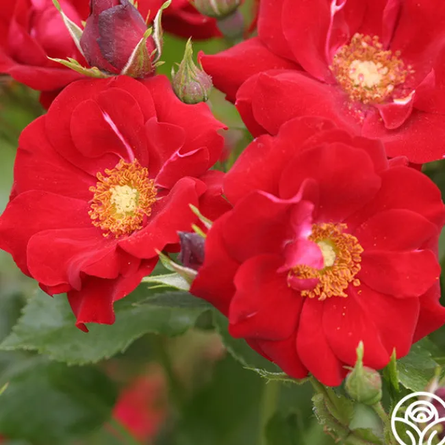 Keep In Touch>Heirloom Roses