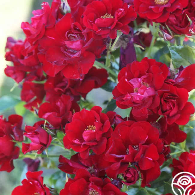 Keep In Touch>Heirloom Roses