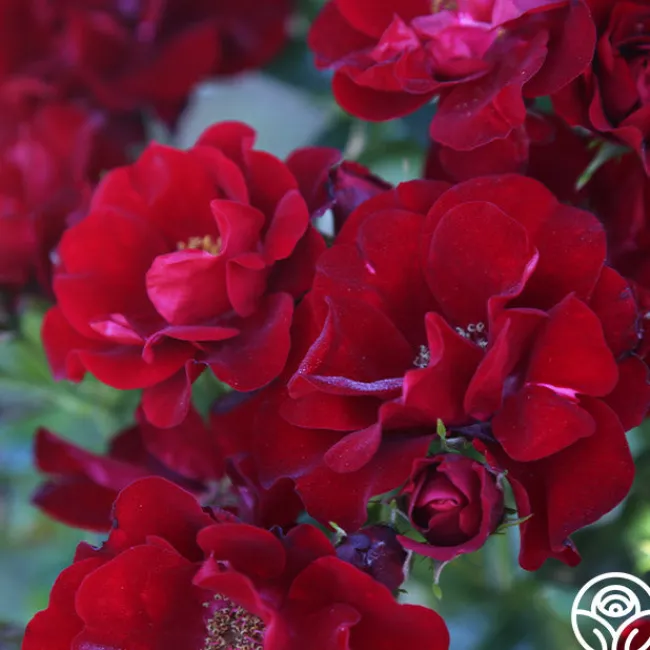 Keep In Touch>Heirloom Roses