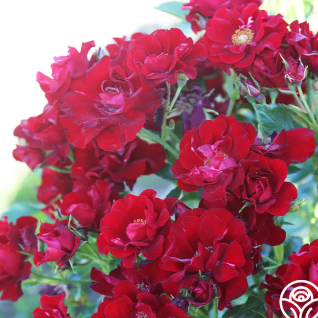 Keep In Touch>Heirloom Roses