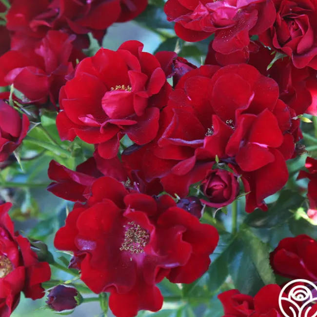 Keep In Touch>Heirloom Roses