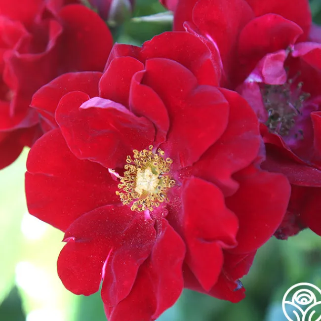 Keep In Touch>Heirloom Roses