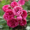 Kendyl Marie>Heirloom Roses