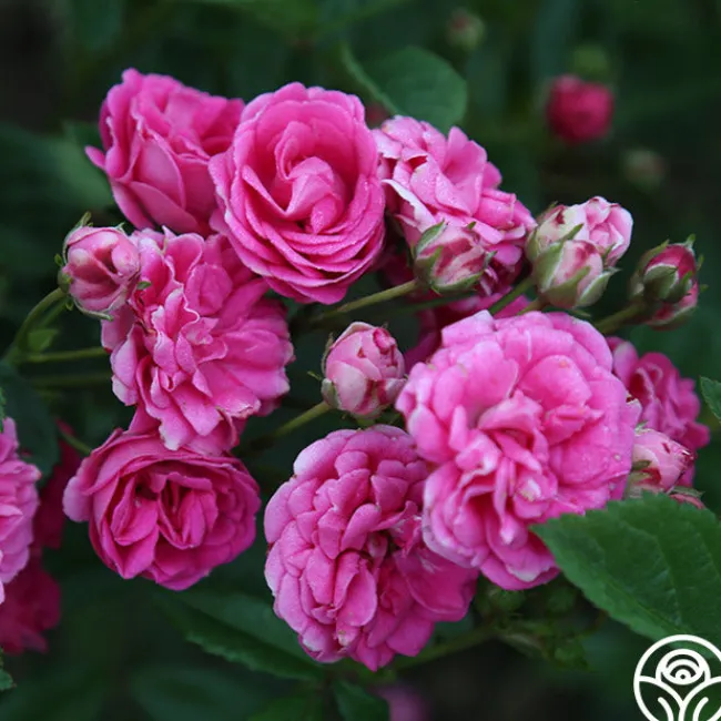 Kendyl Marie>Heirloom Roses