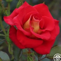 Ketchup & Mustard™>Heirloom Roses Hot