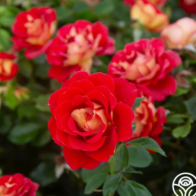 Ketchup & Mustard™>Heirloom Roses Hot