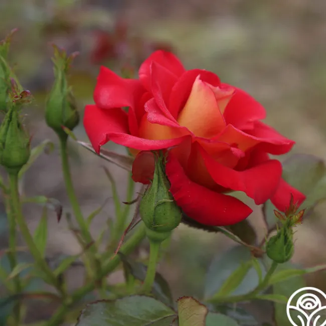 Ketchup & Mustard™>Heirloom Roses Hot