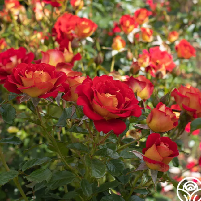 Ketchup & Mustard™>Heirloom Roses Hot