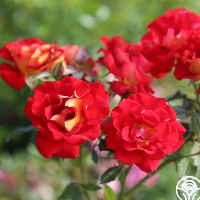 Ketchup & Mustard™>Heirloom Roses Hot