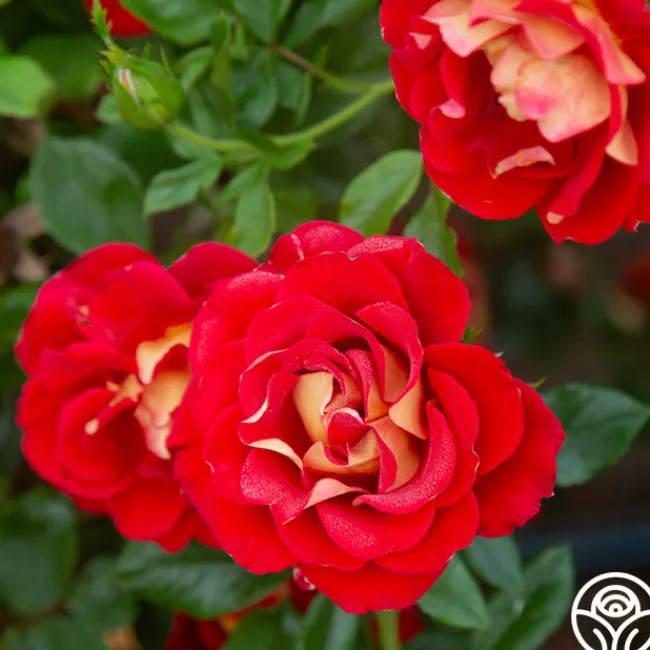 Ketchup & Mustard™>Heirloom Roses Hot