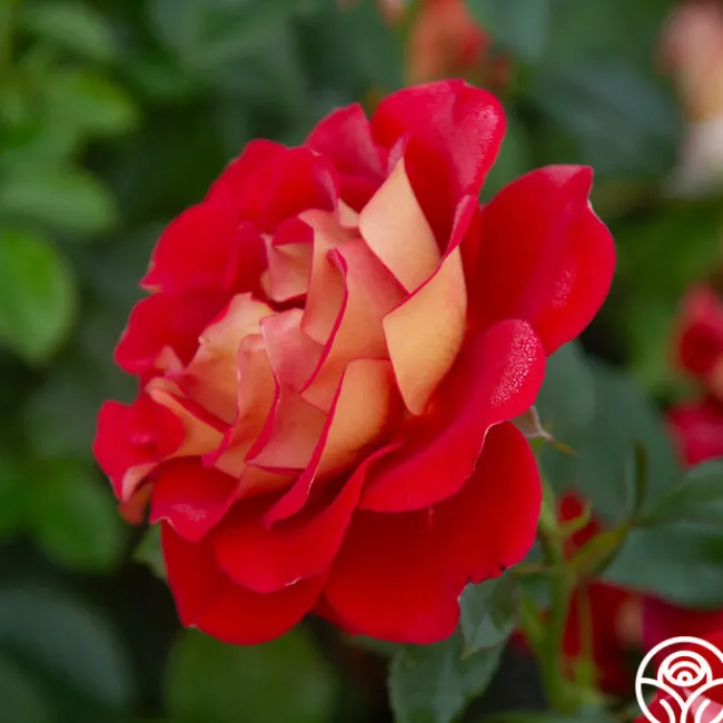 Ketchup & Mustard™>Heirloom Roses Hot