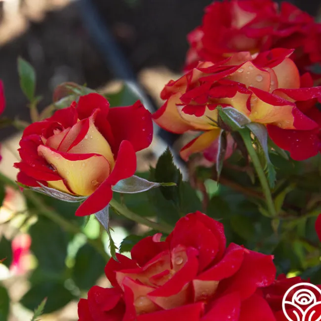 Ketchup & Mustard™>Heirloom Roses Hot