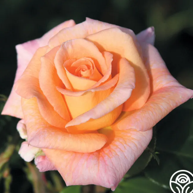 King's Macc™>Heirloom Roses Clearance