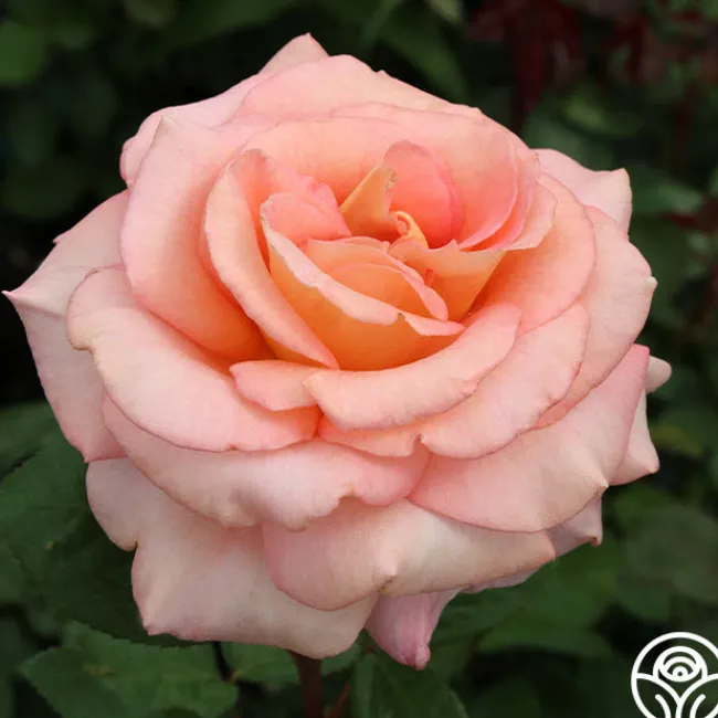 King's Macc™>Heirloom Roses Clearance