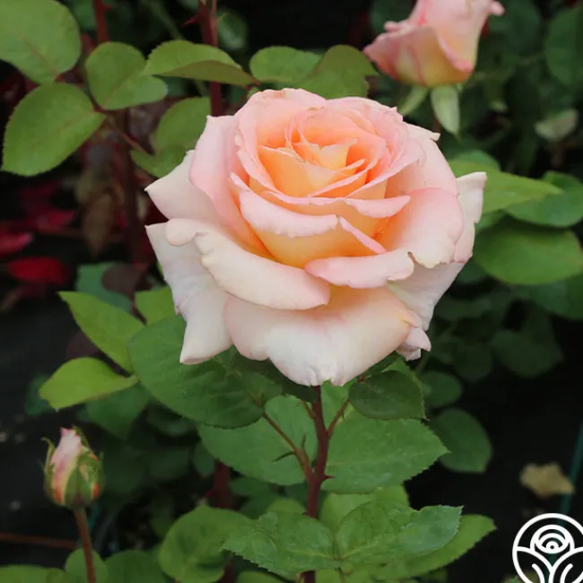 King's Macc™>Heirloom Roses Clearance