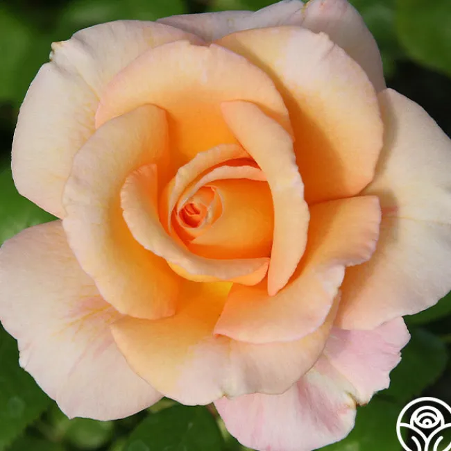King's Macc™>Heirloom Roses Clearance