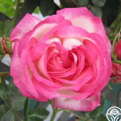 Kiss Of Desire>Heirloom Roses New