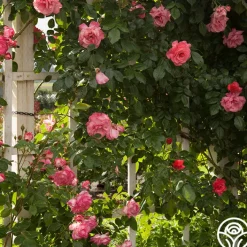 Kiss Of Desire>Heirloom Roses New