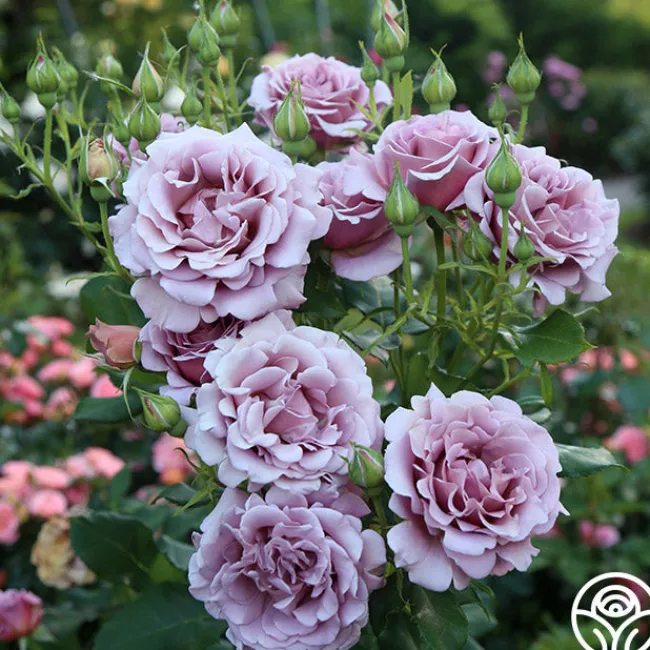 Koko Loko™>Heirloom Roses Sale
