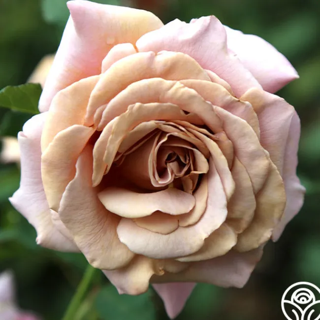 Koko Loko™>Heirloom Roses Sale