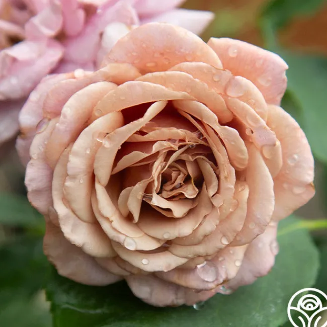 Koko Loko™>Heirloom Roses Sale