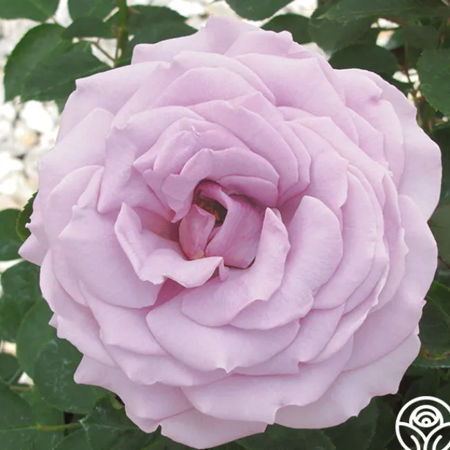 Koko Loko™>Heirloom Roses Sale