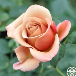 Koko Loko™><noscript><img width=