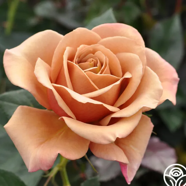 Koko Loko™>Heirloom Roses Sale